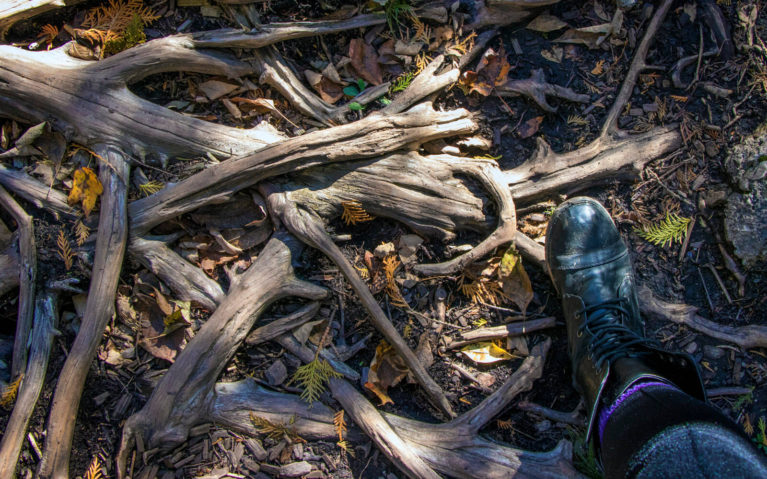 Watch Your Step! Belfountain Conservation Park :: I've Been Bit! A Travel Blog