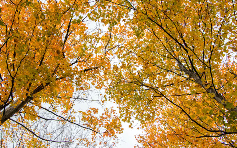 Autumn Colours of the Niagara Glen Trees :: I've Been Bit! A Travel Blog