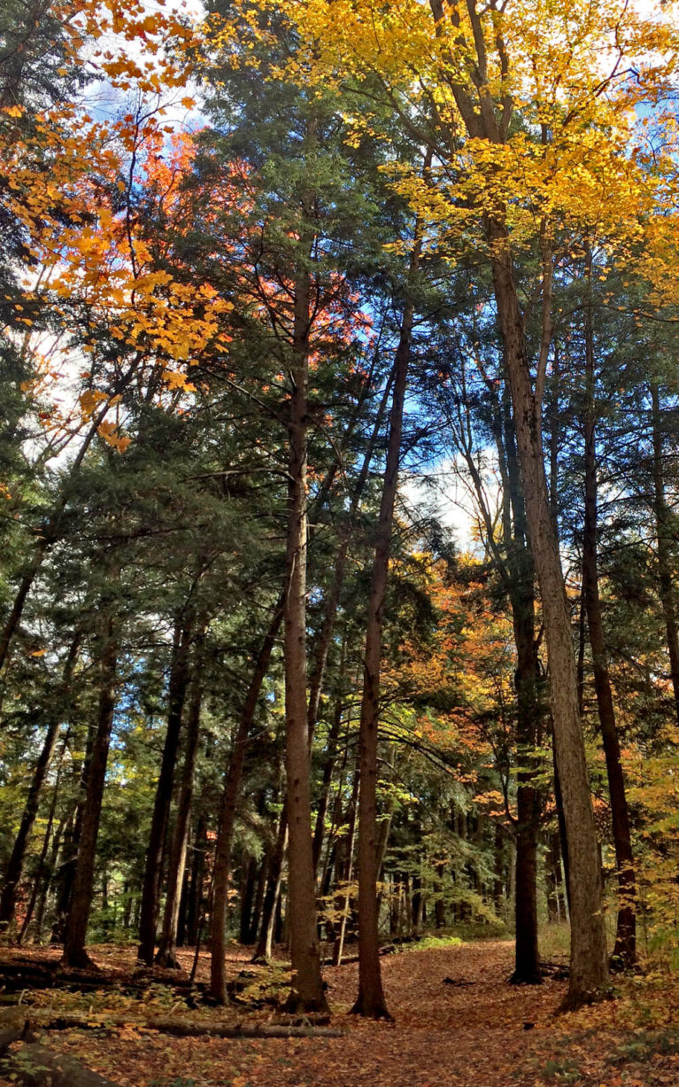 Beautiful Fall Foliage Along the Kitchener Trails :: I've Been Bit! A Travel Blog