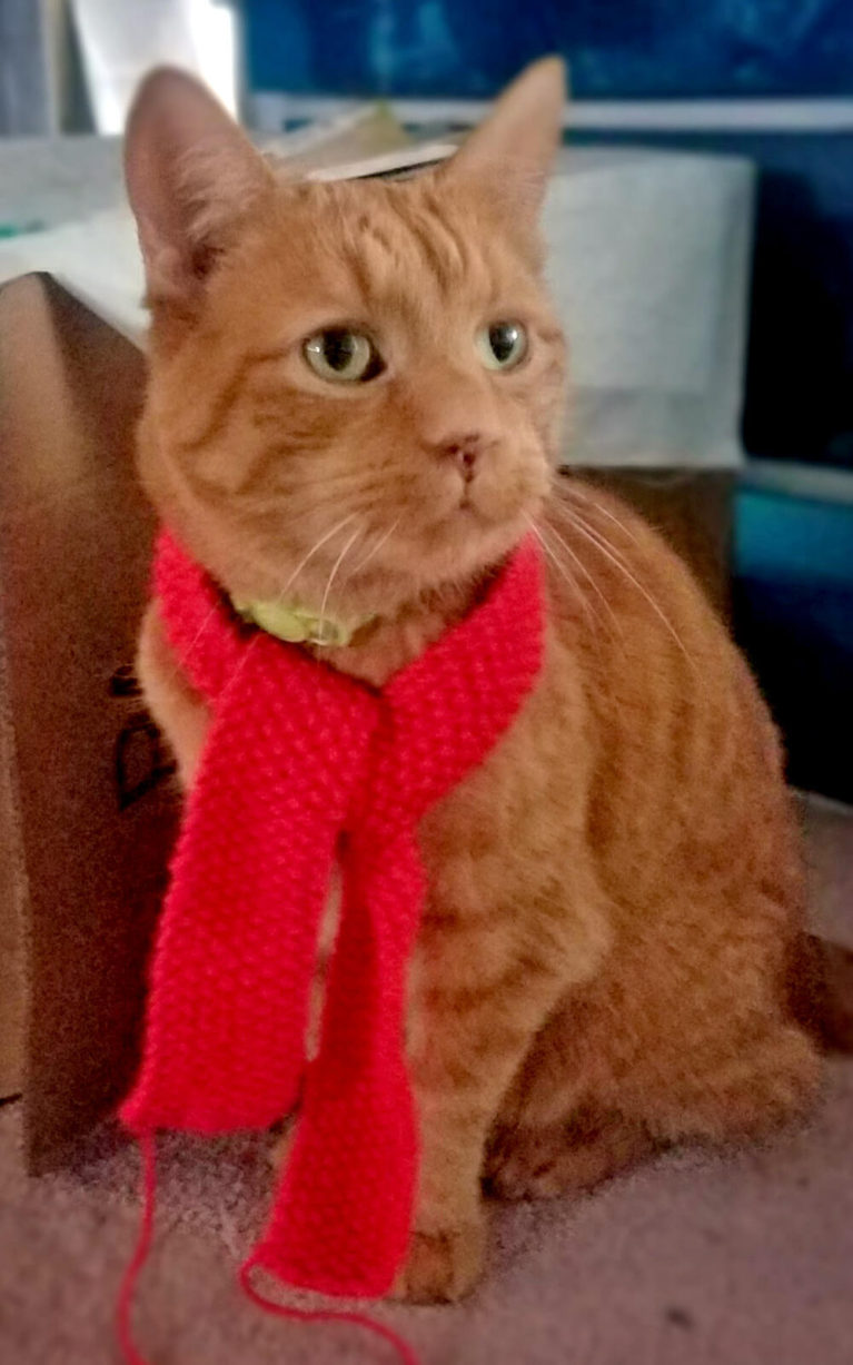 Riley My Parent's Cat Decked Out for Christmas :: I've Been Bit! A Travel Blog