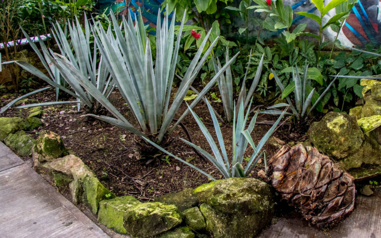 Blue Agave Plants and a Heart on the Cozumel Free Tequila Tour :: I've Been Bit! A Travel Blog