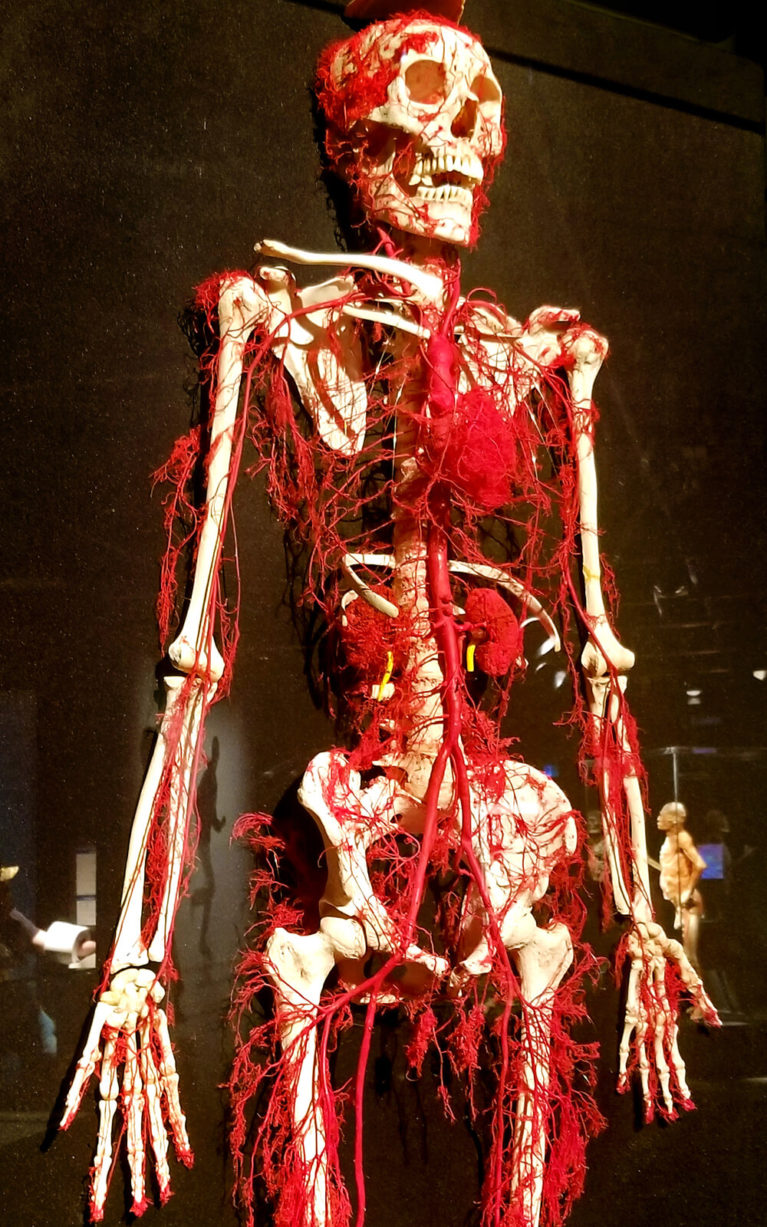 Body Worlds RX at Sudbury, Ontario's Science North :: I've Been Bit! Travel Blog