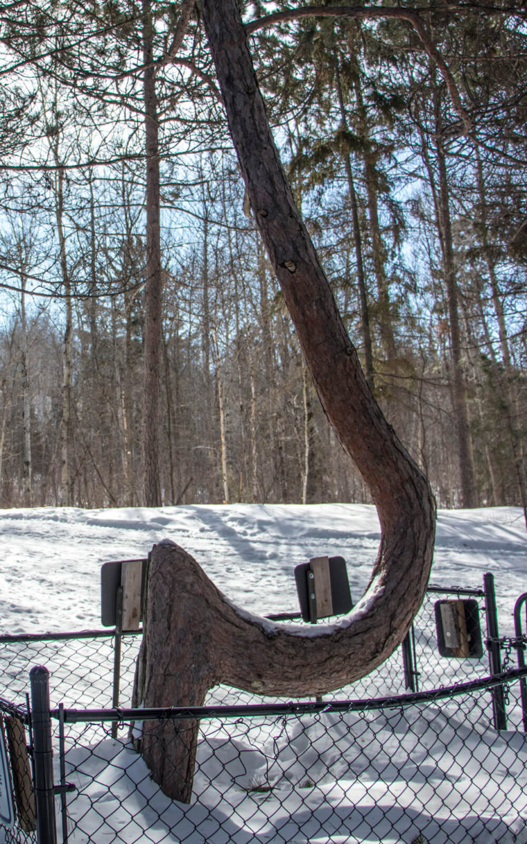 Wishing Tree at Sudbury's Kivi Park :: I've Been Bit! Travel Blog