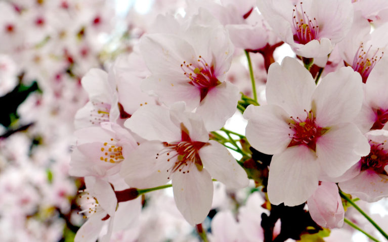 Close Up Shot of the Beautiful Cherry Blossoms in Ontario, Canada :: I've Been Bit! Travel Blog