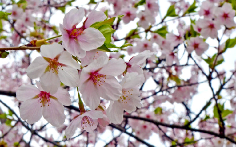 Cherry Blossoms in Ontario at Peak Bloom :: I've Been Bit! Travel Blog