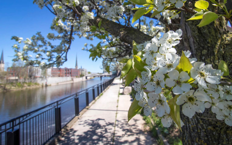 Cherry Blossom Tree in Cambridge Ontario :: I've Been Bit! Travel Blog