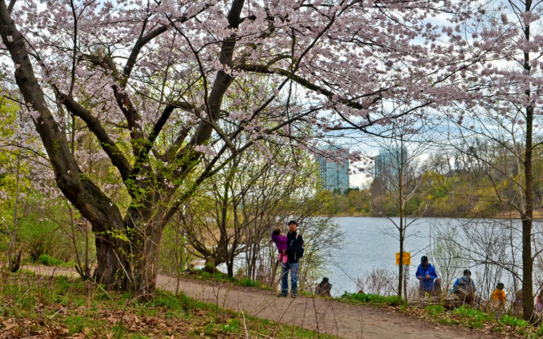 Cherry Trees In Front of Grenadier Pond in Toronto's High Park :: I've Been Bit! Travel Blog