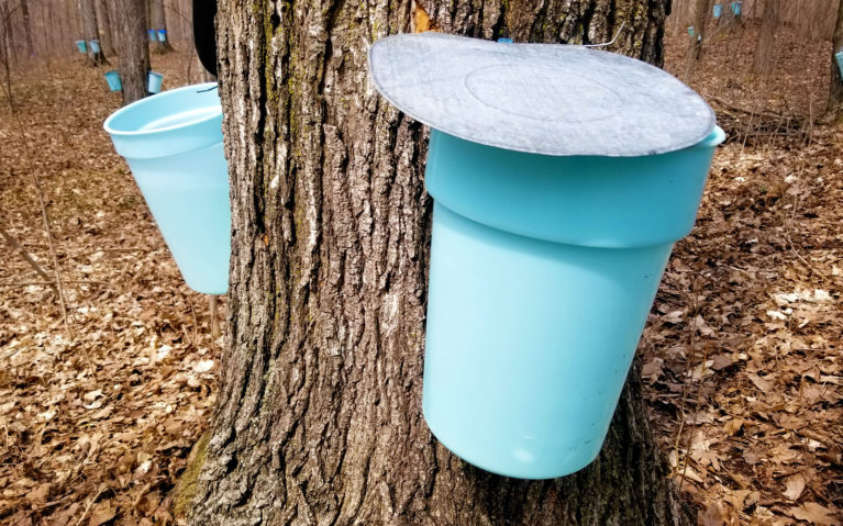 Tapped Trees at the Elmira Maple Syrup Festival :: I've Been Bit! Travel Blog
