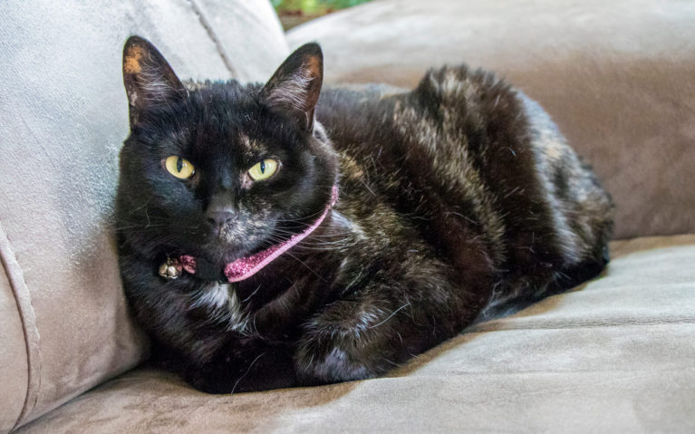Louise, the Resident Cat of the Sugar Maple Trailside Inn :: I've Been Bit! Travel Blog