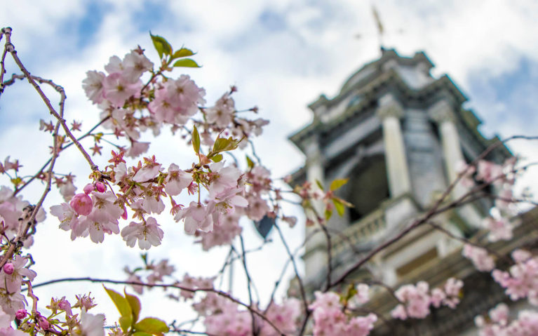 Cherry Blossoms Outside of City Hall in Portland, Maine :: I've Been Bit! Travel Blog