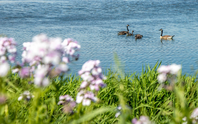 Geese in the Ponds at the West Perth Wetlands :: I've Been Bit! Travel Blog