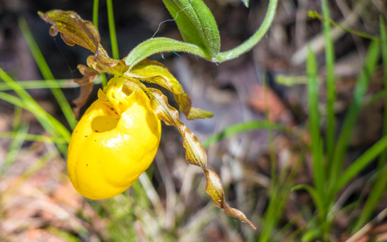 Yellow Lady's Slipper Flower Which Inspired the Pottawatomi Style of Moccasins :: I've Been Bit! Travel Blog