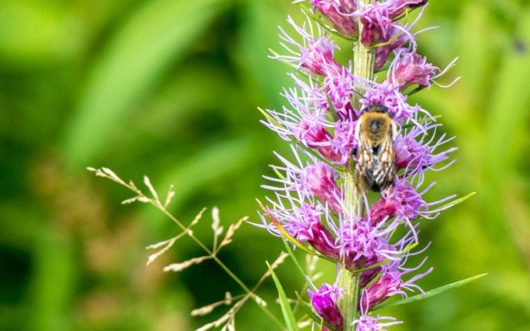 Close Up of Blazing Star Flowers with Bee at the Jennings Environmental Education Center :: I've Been Bit! Travel Blog