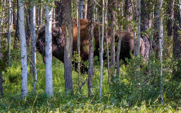 Bison Hiding Behind a Row of Trees :: I've Been Bit! Travel Blog