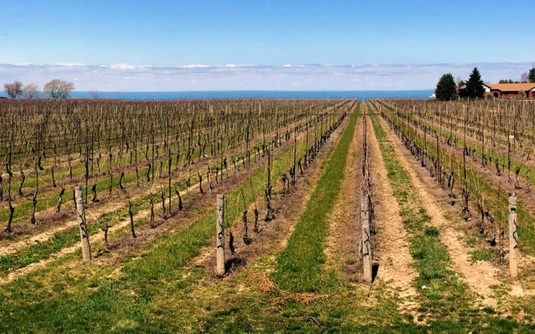 Views of the Vineyards at Konzelmann Estate Winery And Lake Ontario :: I've Been Bit! Travel Blog