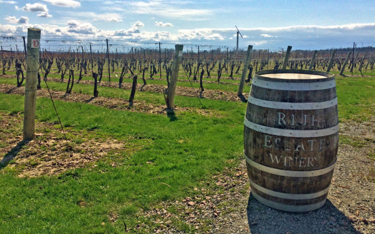 Wine Barrel In Front of Vines at Reif Estate Winery in Niagara-on-the-Lake :: I've Been Bit! Travel Blog