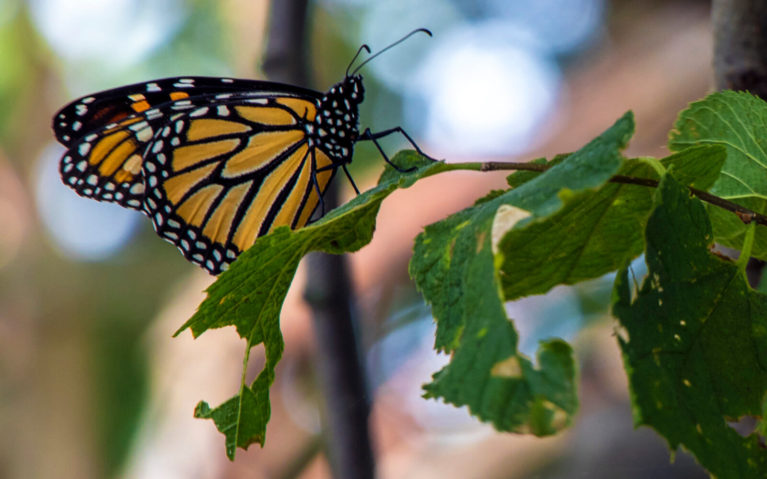 Monarch Butterfly in Point Pelee National Park :: I've Been Bit! Travel Blog