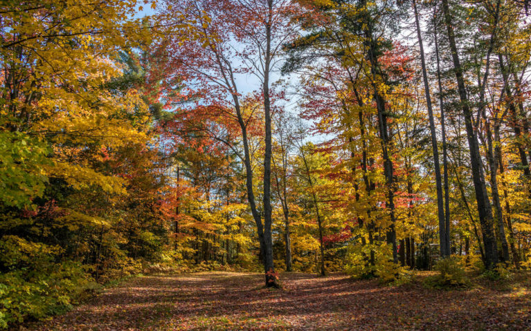 Forest of Golds and Reds, a Sure Sign of Fall in Ontario :: I've Been Bit! Travel Blog