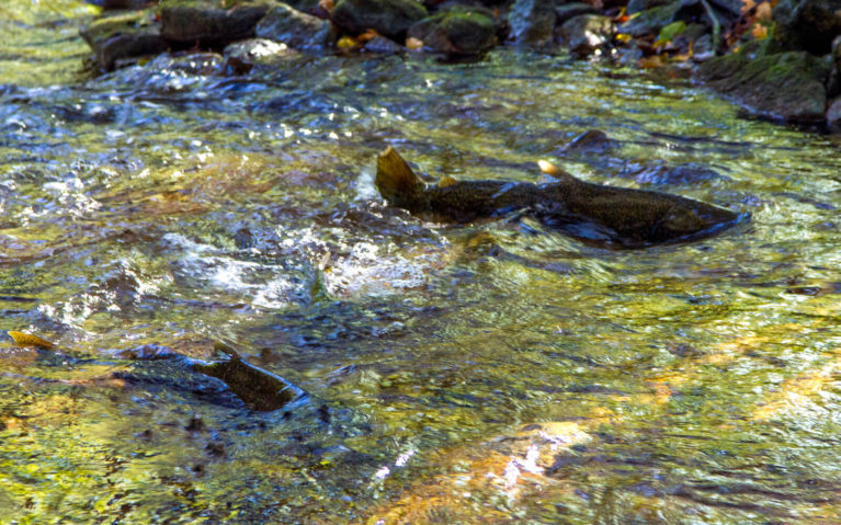 Salmon Spawning Along the Sydenham River in Grey County Ontario :: I've Been Bit! Travel Blog