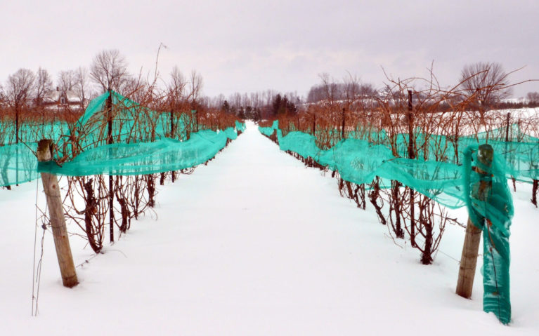 Grape Vines Used for Ice Wine, A Perfectly Canadian Gift :: I've Been Bit! Travel Blog