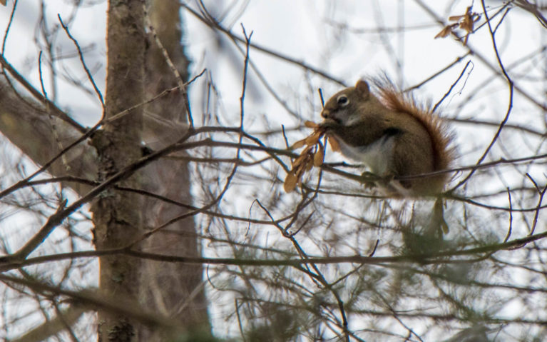 Red Squirrel in a Tree Playing with a Leaf :: I've Been Bit! Travel Blog