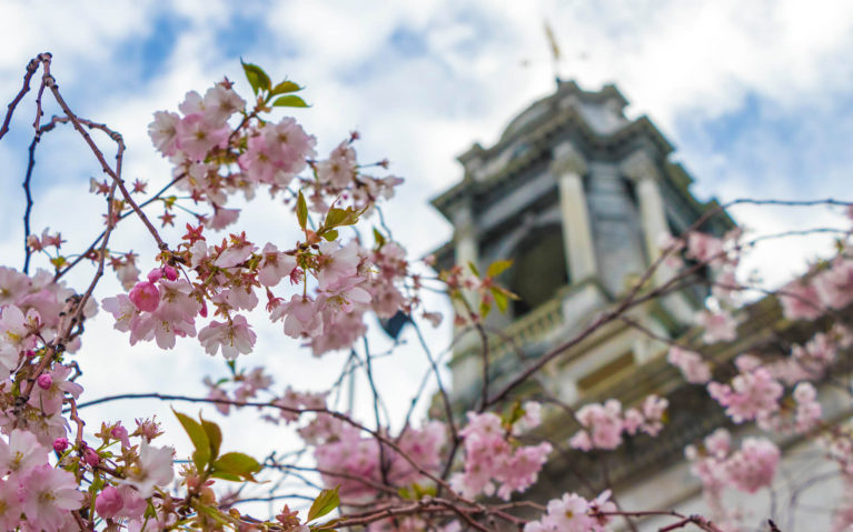 Close Up of Cherry Blossoms with Portland's City Hall in the Background :: I've Been Bit! Travel Blog