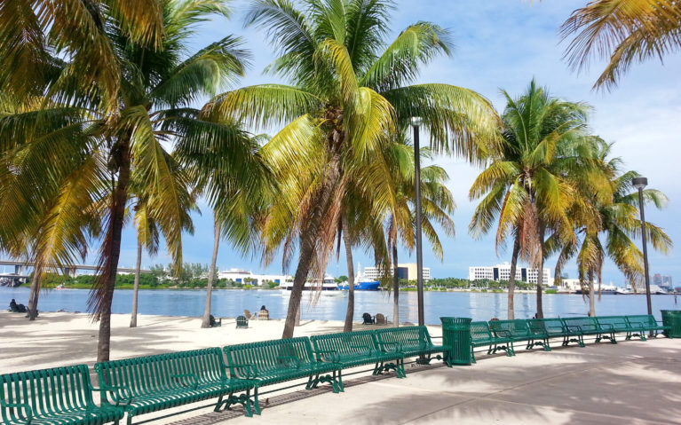 Palm Trees along Bayfront Park in Miami :: I've Been Bit! Travel Blog