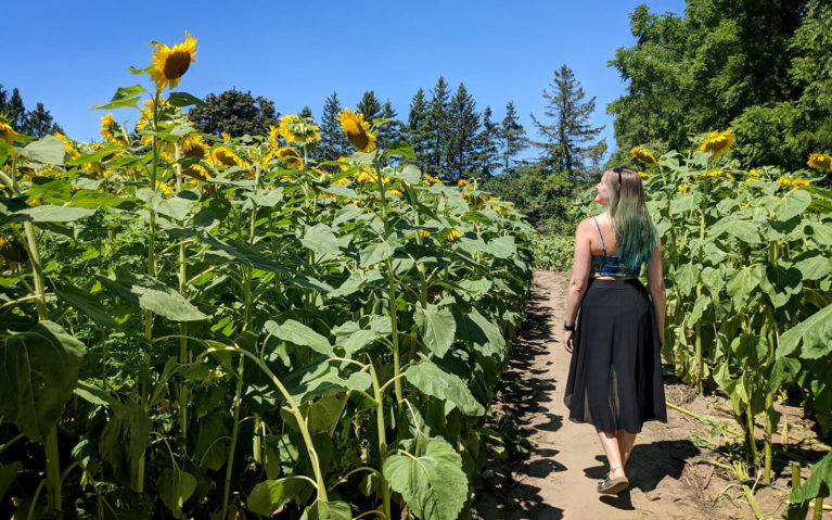 Lindsay in an Ontario Sunflower Field :: I've Been Bit! Travel Blog