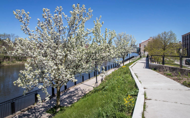 Cherry Trees in Bloom Along the Downtown Cambridge Trail, Living Levee :: I've Been Bit! Travel Blog