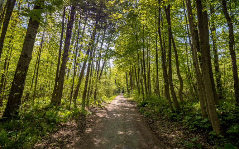 Walking Through the Tall Trees Along the Walter Bean Trail in Cambridge :: I've Been Bit! Travel Blog