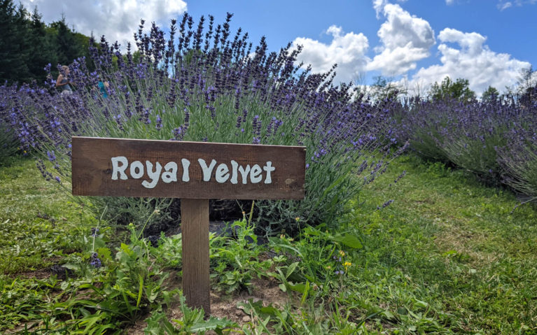 Wooden Label In Front of Ontario Lavender Plant :: I've Been Bit! Travel Blog