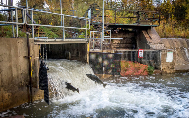 Fish Ladder Near Downtown Bowmanville with Salmon Spawning :: I've Been Bit! Travel Blog