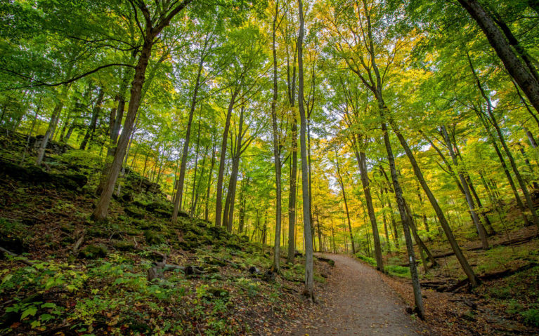 Views from the Trails in the Dundas Valley Conservation Area :: I've Been Bit! Travel Blog