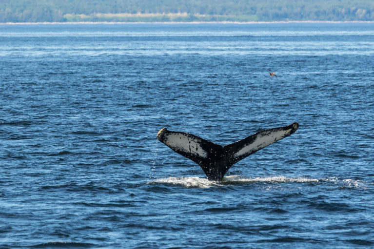 Whale in the Saguenay–St. Lawrence Marine Park - Photo Credit: Mathieu Dupuis/Le Québec maritime