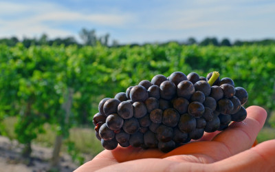 Wine Tasting Niagara on the Lake at Small Talk Vineyards :: I've Been Bit! A Travel Blog