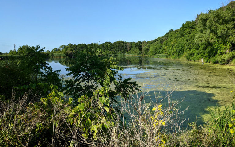 View of the Wetlands in the Summer From the Side Trail :: I've Been Bit! Travel Blog