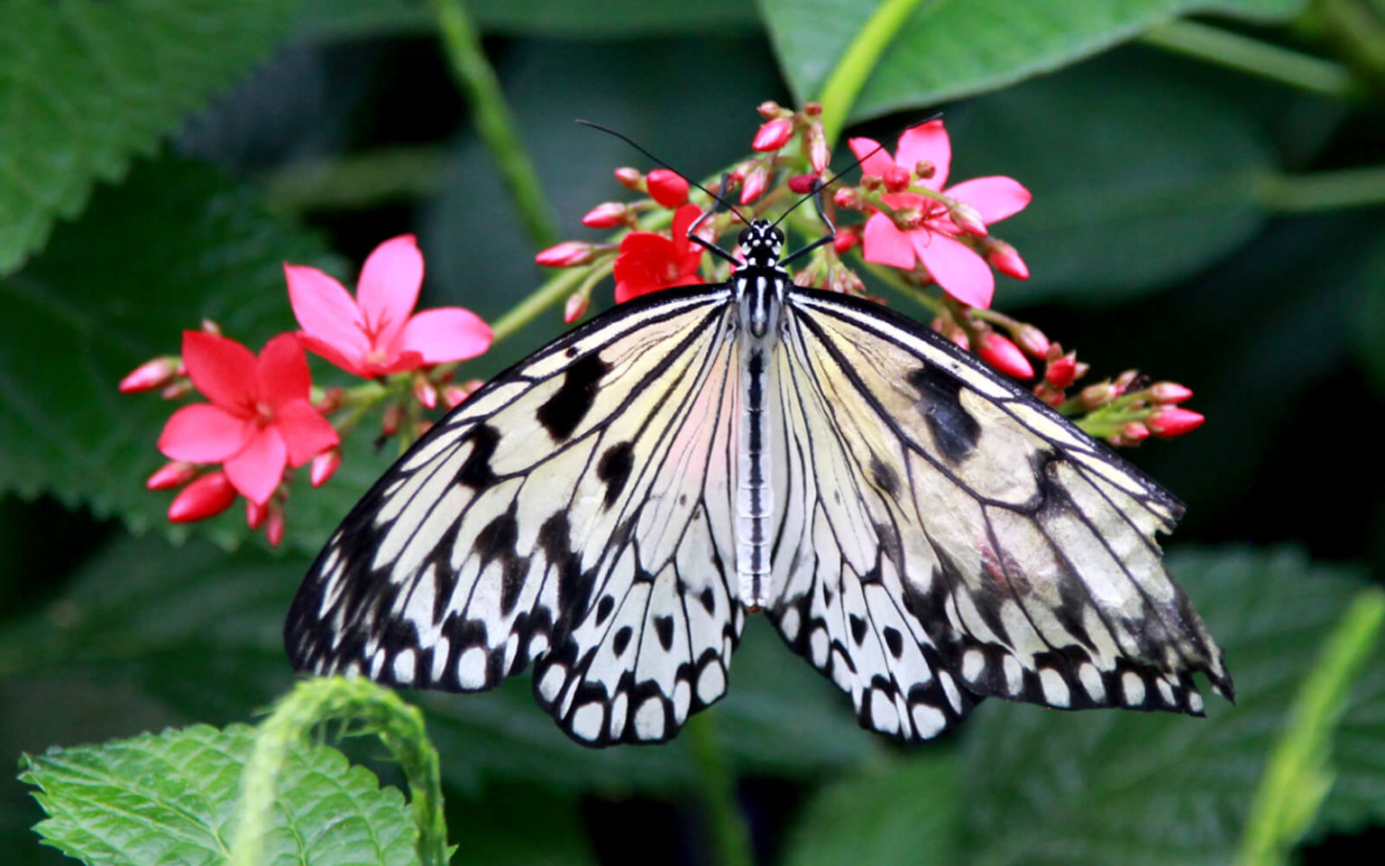 Niagara Parks Butterfly Conservatory: Photos to Inspire a Visit » I've ...