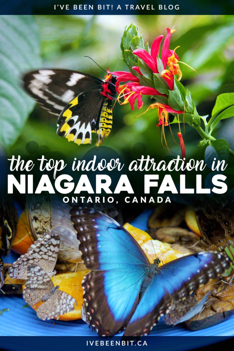 No matter what time of the year it is, you need to visit the Niagara Parks Butterfly Conservatory. This is one of the best indoor attractions in Niagara Falls and its beauty will sweep you of your feet as you're surrounded by over 2000 butterflies flying free around you! | Things to Do in Niagara Falls Ontario Canada | Niagara Falls Canada Tips | IveBeenBit.ca
