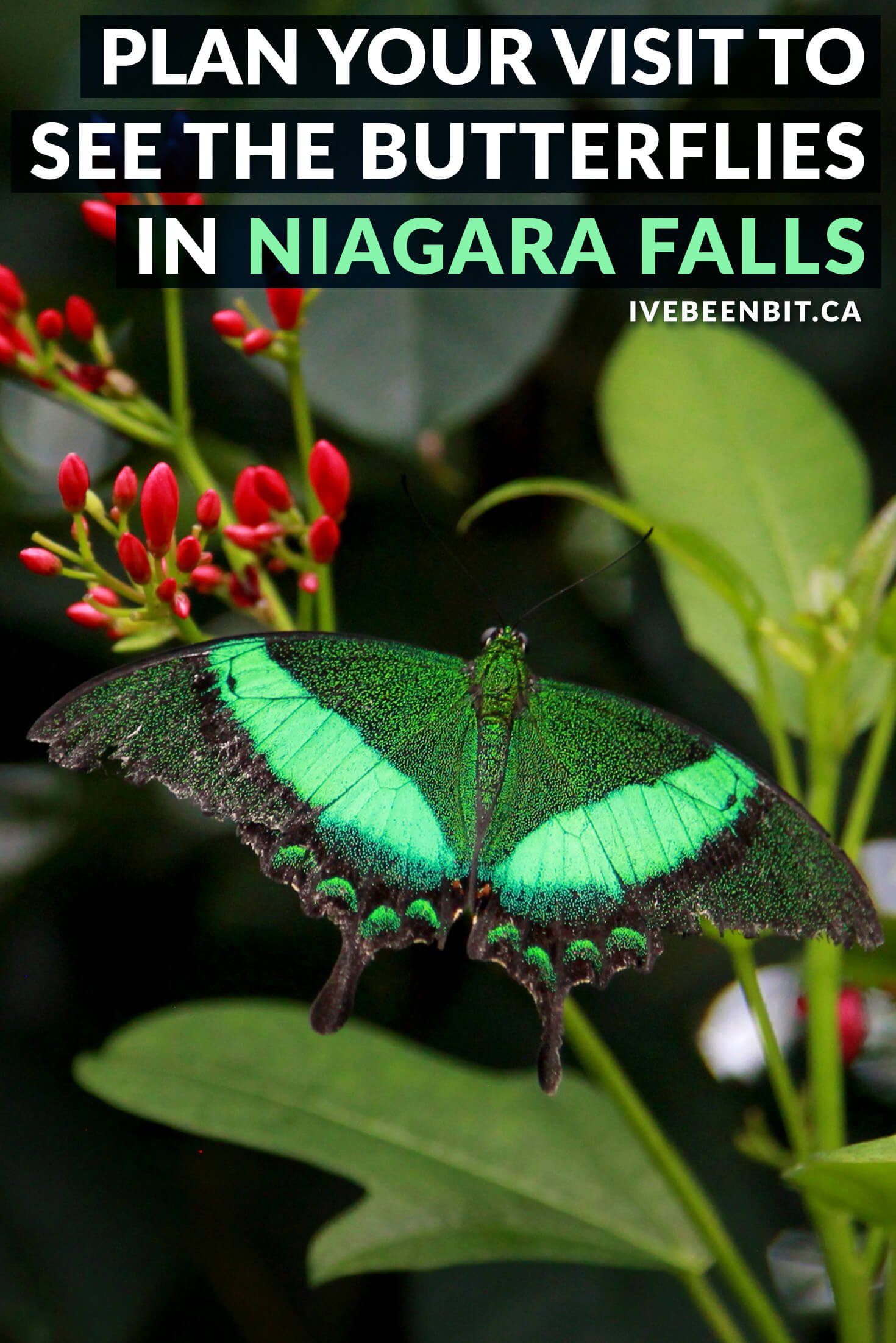 Niagara Parks Butterfly Conservatory Photos to Inspire a Visit » I've