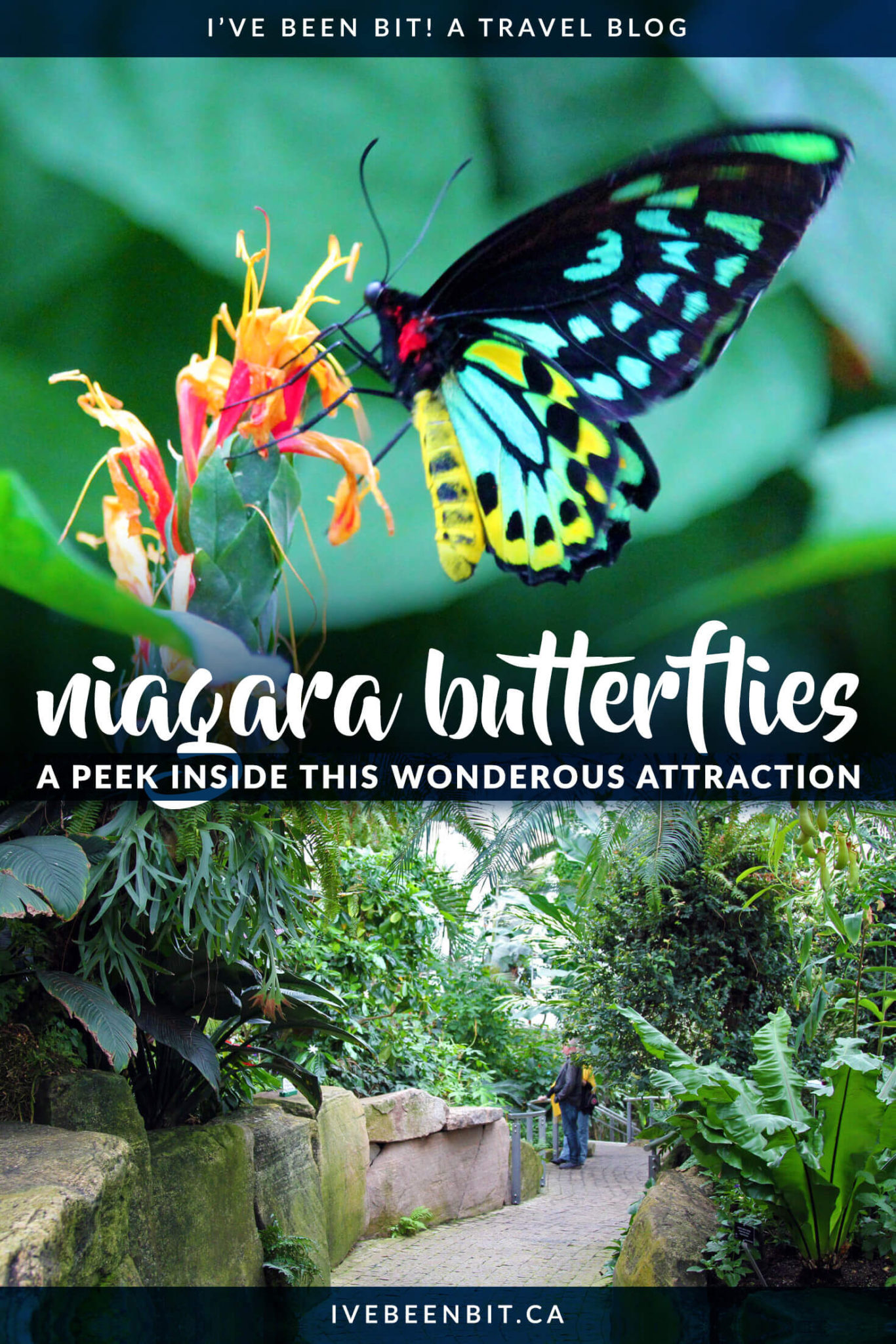 Niagara Parks Butterfly Conservatory Photos to Inspire a Visit » I've