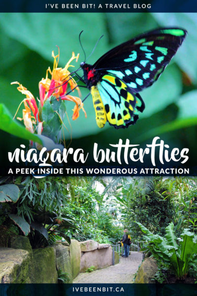 This is one of the best indoor attractions in Niagara Falls and its beauty will sweep you of your feet as you're surrounded by over 2000 butterflies flying free around you! No matter what time of the year it is, you need to visit the Niagara Parks Butterfly Conservatory. | Niagara Falls Canada Tips | Things to Do in Niagara Falls Ontario Canada | IveBeenBit.ca