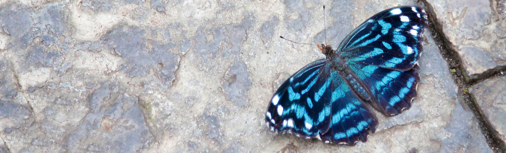 Foto Friday :: Niagara Parks' Butterfly Conservatory