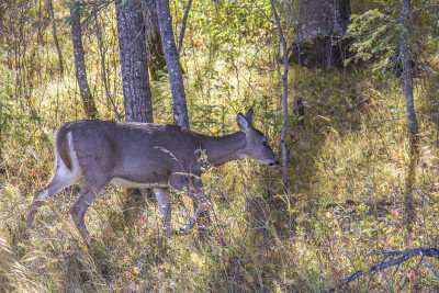 Deer in Riding Mountain National Park - Photos That'll Inspire You To Road Trip Manitoba :: I've Been Bit! A Travel Blog