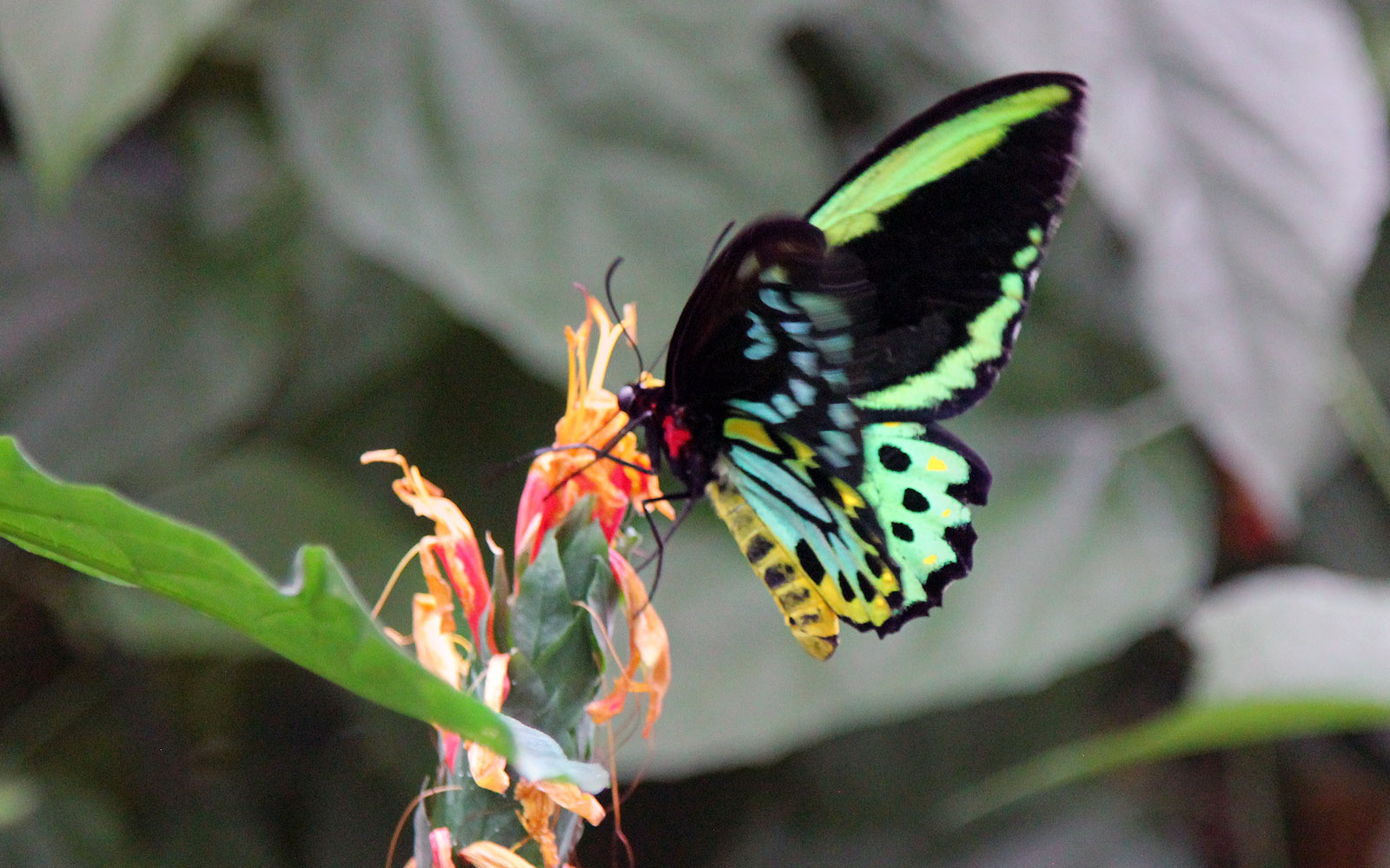 Niagara Parks Butterfly Conservatory :: I've Been Bit! A Travel Blog