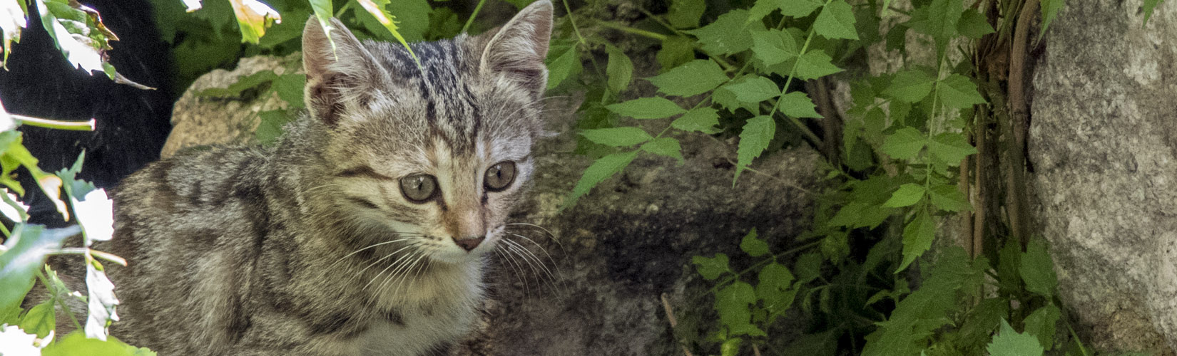 It's Not Just Istanbul, Say Hello to The Cats of Turkey :: I've Been Bit! A Travel Blog