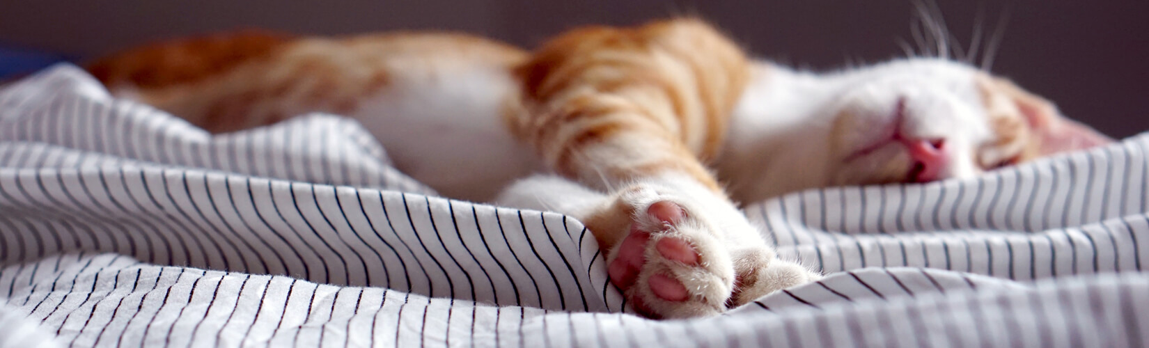 Hotels with Cats That Will Tickle Every Feline Lover's Fancy :: I've Been Bit! A Travel Blog