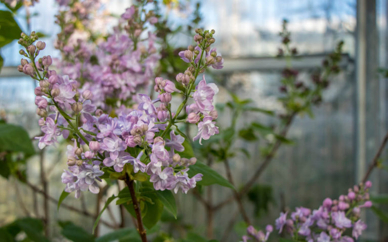 Close-Up Photo of Pinkish-White Flowers at the Royal Botanical Gardens :: I've Been Bit! Travel Blog