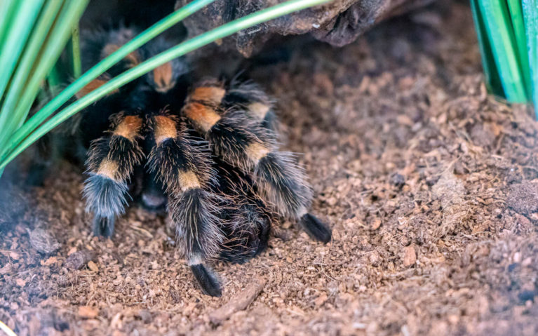 Furry Spider Hiding Under Grass at the Royal Botanical Gardens :: I've Been Bit! Travel Blog