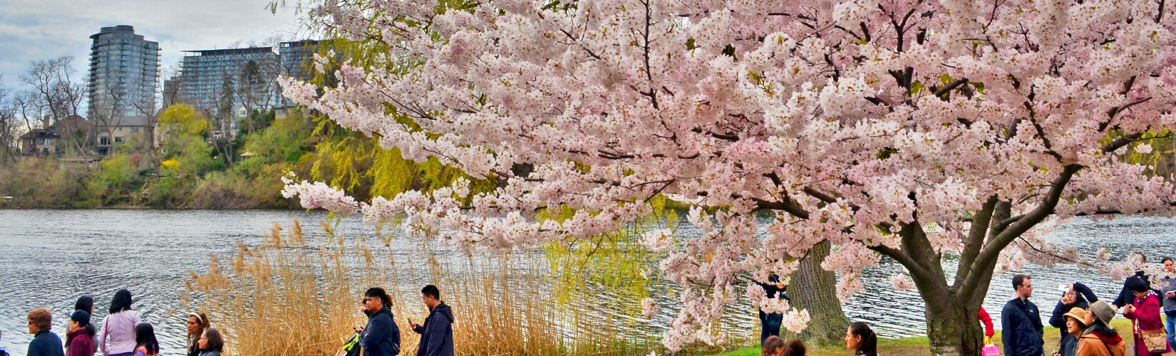 Where to Find Cherry Blossoms in the Bay Area