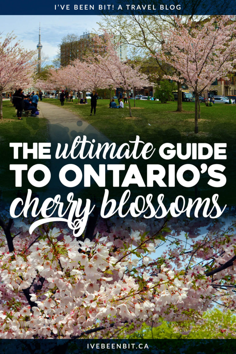 Spring has sprung when the cherry blossoms in Ontario are blooming! Where you can find cherry blossoms in Ontario. Your travel guide to cherry blossoms in Toronto. Cherry blossoms in Niagara Falls. Finding cherry trees in Ottawa. | #Travel #Canada #Ontario #Toronto #Ottawa #Mississauga #Burlington #NiagaraFalls #CherryBlossoms #SakuraBlossoms #CherryTrees #Spring | IveBeenBit.ca